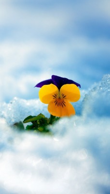 цветок снег под снегом