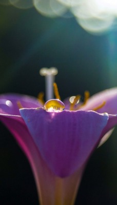 природа макро цветок роса капли воды Фиалка