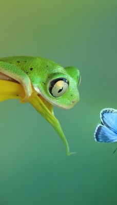 Лягушка бабочка на травинке
