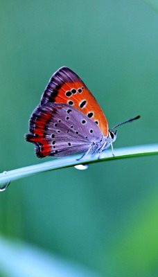 Бабочка на травинке макро