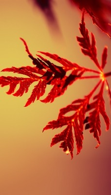 Веточка листок красный