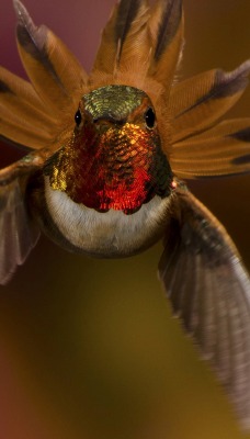 птица животное природа колибри