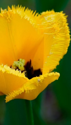 Желтый тюльпан макро