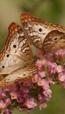 Бабочки макро цветок