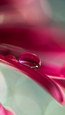 природа розовый Лепесток макро роса капля воды