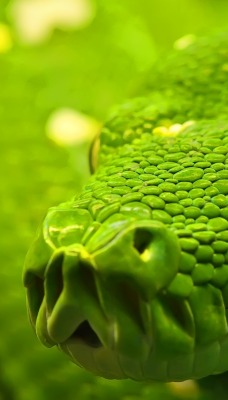 Зеленая змея макро съемка