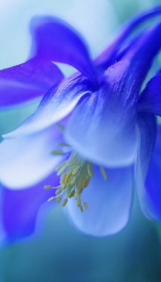 Цветок голубой макро