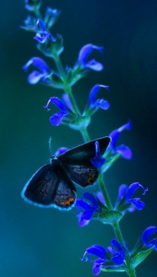 Бабочка голубая цветок макро