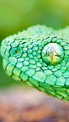 Зеленая змея макро