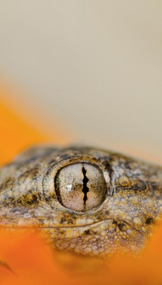 Ящерица глаз макро