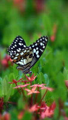 Бабочка макро трава цветы