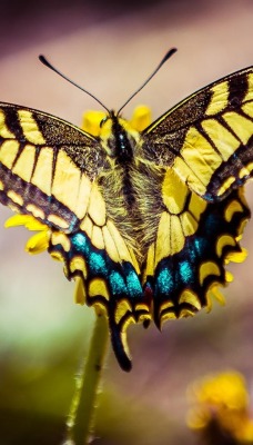Бабочка макро желтая
