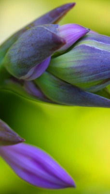 цветок фиолетово-зеленый макро