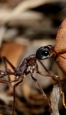 муравей листок