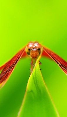 природа макро животные насекомое стрекоза