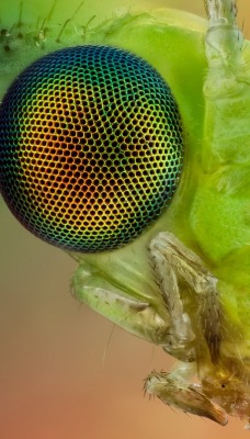 природа насекомое макро животные глаза