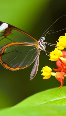 природа макро бабочка насекомое животные цветы