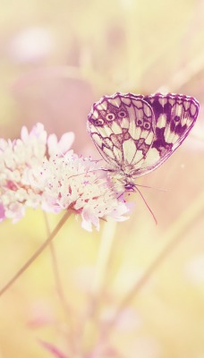 природа животные насекомое бабочка цветы