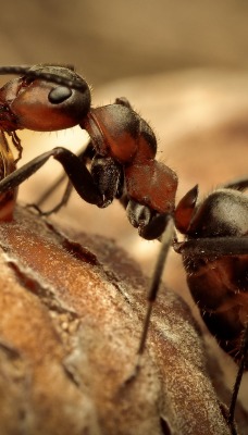 природа макро муравей смола насекомое