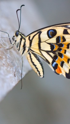 природа бабочка макро животные насекомые