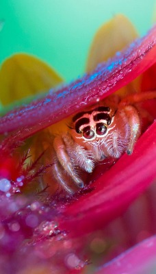 природа насекомое паук животные