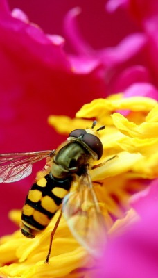 природа макро насекомое животные цветы
