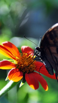 природа цветы бабочки макро насекомое животные