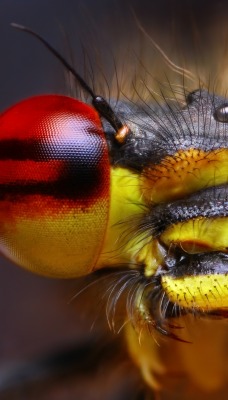 природа макро насекомое глаза