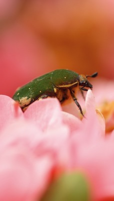 природа макро насекомое жук