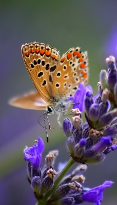 природа цветы макро животные насекомое бабочка