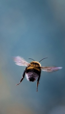 природа цветы животные насекомое пчела