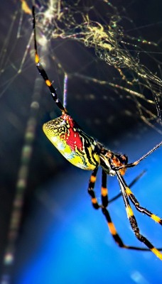 природа насекомые животные паук паутина