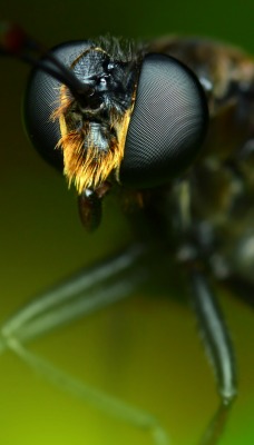 природа животные насекомое макро глаза