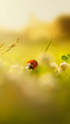 божья коровка трава макро ladybug grass macro