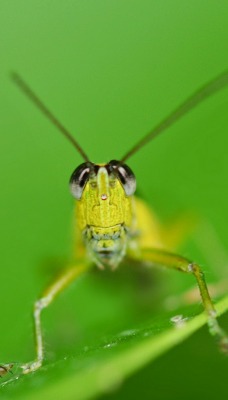 природа насекомое животные макро nature insect animals macro