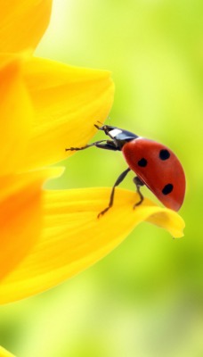 природа цветы насекомое животные божья коровка nature flowers insect animals God ladybug
