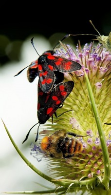 природа животные насекомое макро бабочки nature animals insect macro butterfly