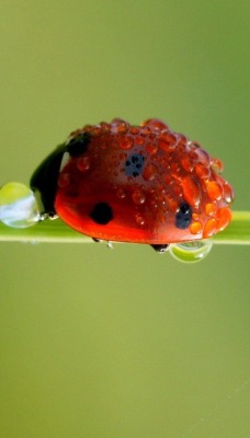 природа макро роса вода капли божья коровка nature macro Rosa water drops God ladybug