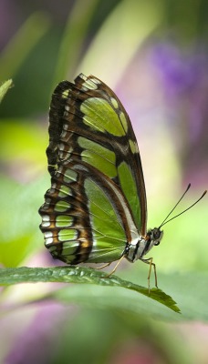 природа животные насекомое бабочка nature animals insect butterfly