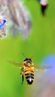 макро пчелы цветы природа животные насекомое