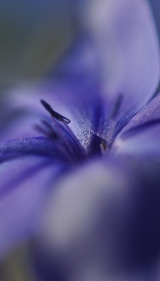Цветок фиолетовый макро