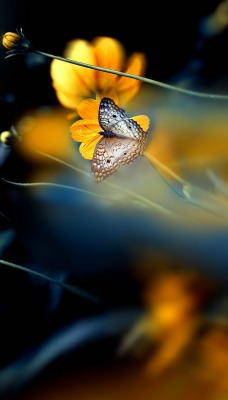 цветы бабочка размытость