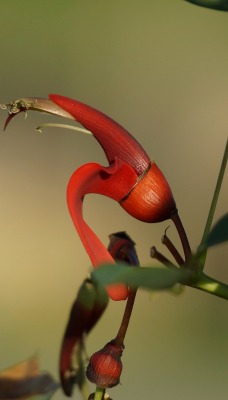 цветок красный ветка