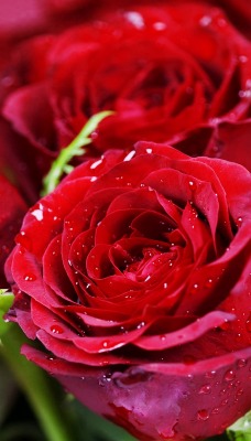розы красные капли