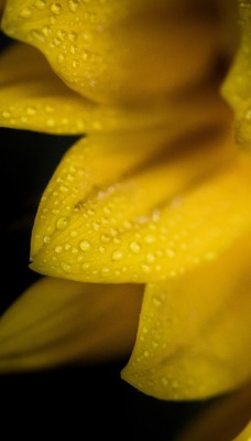 лепетки цветок капли макро желтый