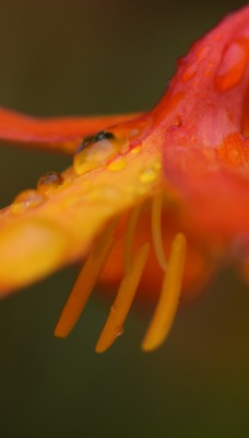 цветок макро лепестки тычинки