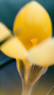 макро цветы лепестки желтые