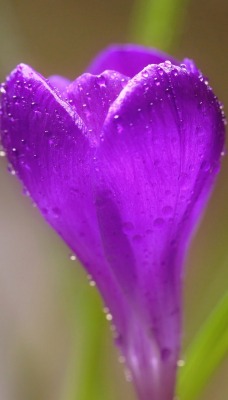 цветок фиолетовый макро капли