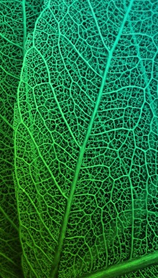 лист макро зеленый лист