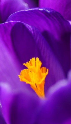 крокус фиолетовый цветок макро